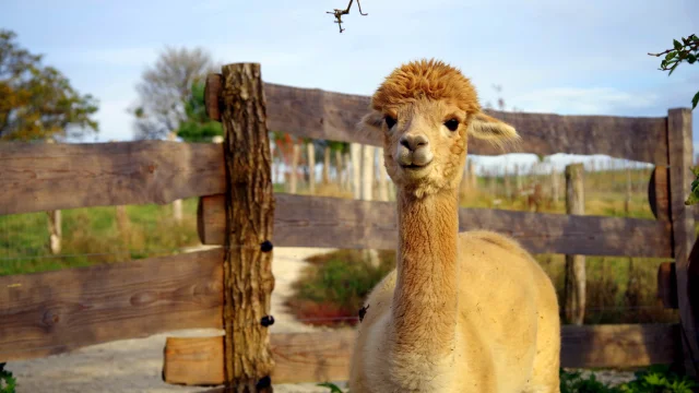 Un lama fixe l'objectif du photographe à la ferme pédagogique Au Gré du Pré à Loulans-Verchamp - Vallée de l'Ognon