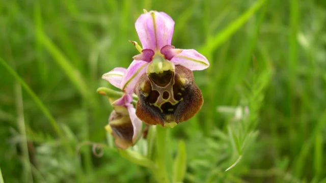 Une orchidée sauvage rose, en fleur dans les pelouses sèches de Champlitte - Vesoul-Val de Saône