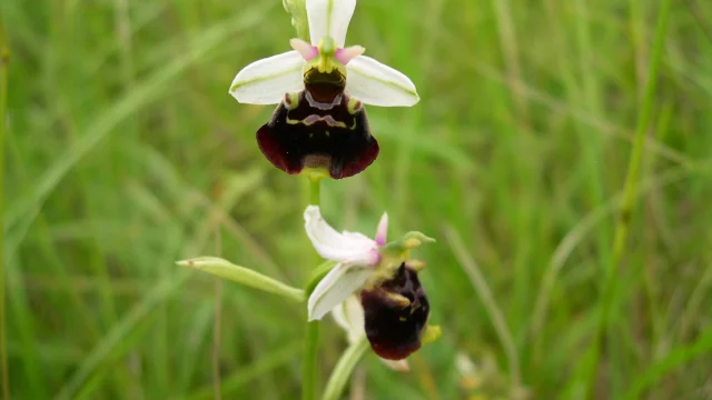 Une orchidée sauvage blanche, en fleur dans les pelouses sèches de Champlitte - Vesoul-Val de Saône