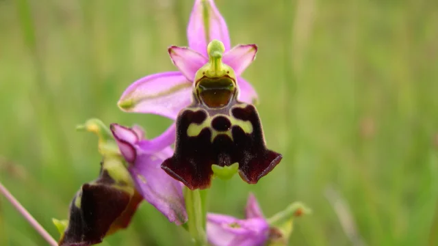 Une orchidée sauvage rose, en fleur dans les pelouses sèches de Champlitte - Vesoul-Val de Saône