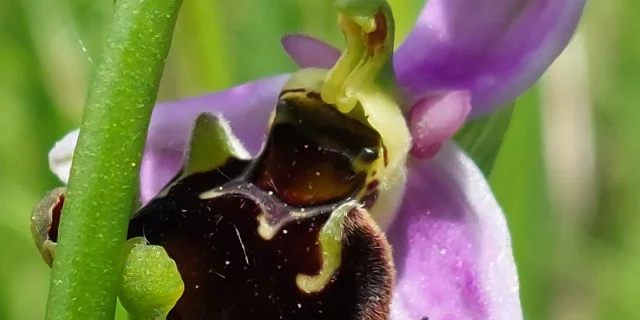 Ophrys Bourdon en fleur dans les pelouses sèches des Monts de Gy - Vallée de l'Ognon