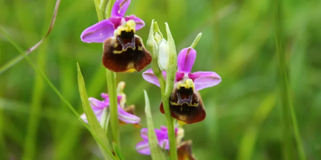 Ophrys Bourdon en fleur dans les pelouses sèches des Monts de Gy - Vallée de l'Ognon