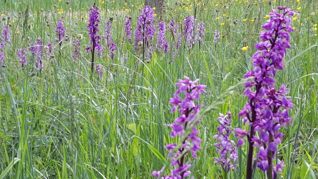 Orchis Male en fleur dans les pelouses sèches des Monts de Gy - Vallée de l'Ognon