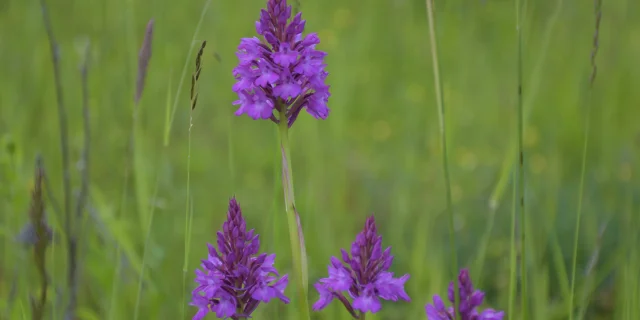 Orchis Pyramidales en fleur dans les pelouses sèches des Monts de Gy - Vallée de l'Ognon