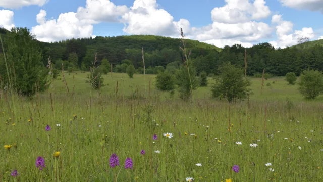 Vue panoramique sur les pelouses sèches des Monts de Gy - Vallée de l'Ognon