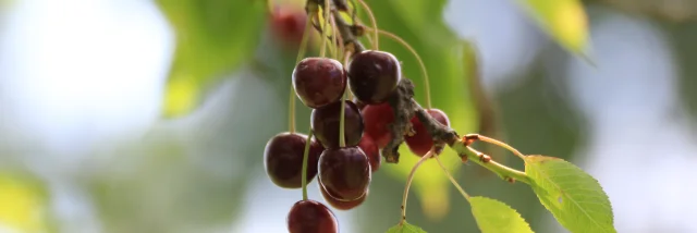 Cerises dans un arbre, à Fougerolles-Saint-Valbert - Vosges du Sud