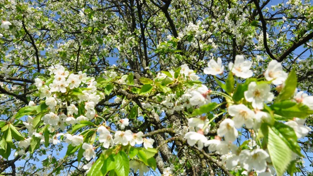 Cerisiers en fleurs à Fougerolles-Saint-Valbert - Vosges du Sud