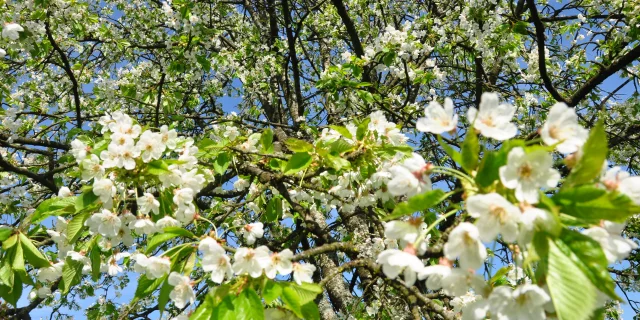 Cerisiers en fleurs à Fougerolles-Saint-Valbert - Vosges du Sud