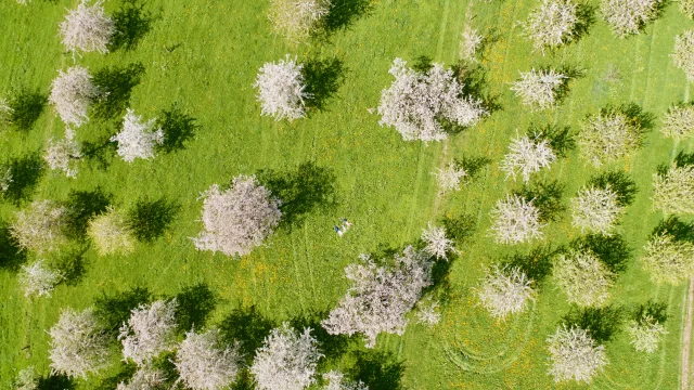 Cerisiers en fleurs à Fougerolles-Saint-Valbert - Vosges du Sud