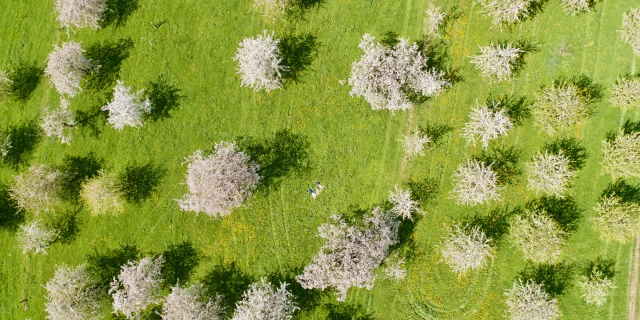 Cerisiers en fleurs à Fougerolles-Saint-Valbert - Vosges du Sud