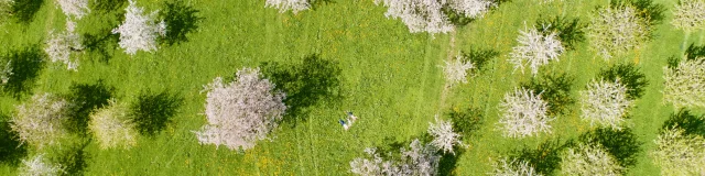 Cerisiers en fleurs à Fougerolles-Saint-Valbert - Vosges du Sud