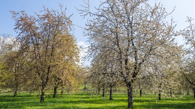 Cerisiers en fleurs à Fougerolles-Saint-Valbert - Vosges du Sud